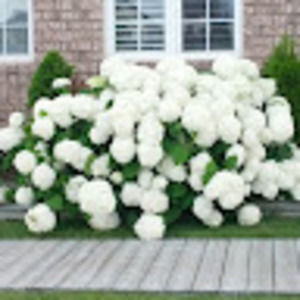 Meet your Posher, Folorunso